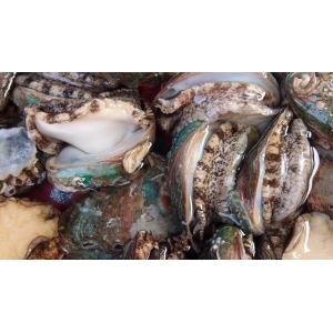 它比魚還鮮比肉要貴，一斤要價(jià)二十塊，大多人不認(rèn)識(shí)，多吃身體好